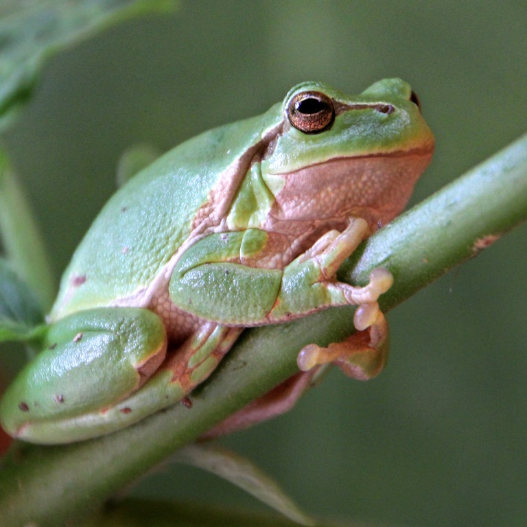 Ein Laubfrosch sitzt auf einem Pflanzenstengel