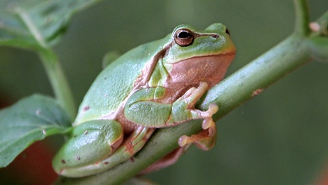 Ein Laubfrosch sitzt auf einem Pflanzenstengel (Foto: dpa Bildfunk, Picture Alliance)