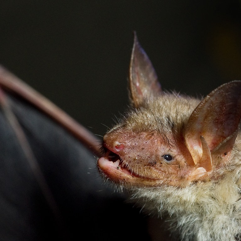 Eine Fledermaus der Art Großes Mausohr (Foto: dpa Bildfunk, Picture Alliance)