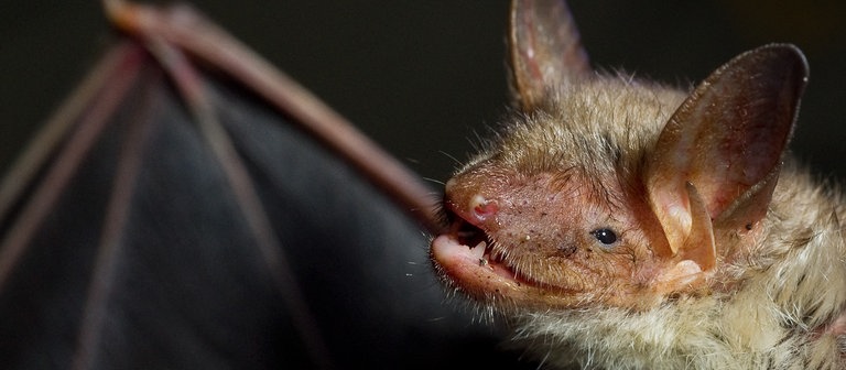 Eine Fledermaus der Art Großes Mausohr (Foto: dpa Bildfunk, Picture Alliance)