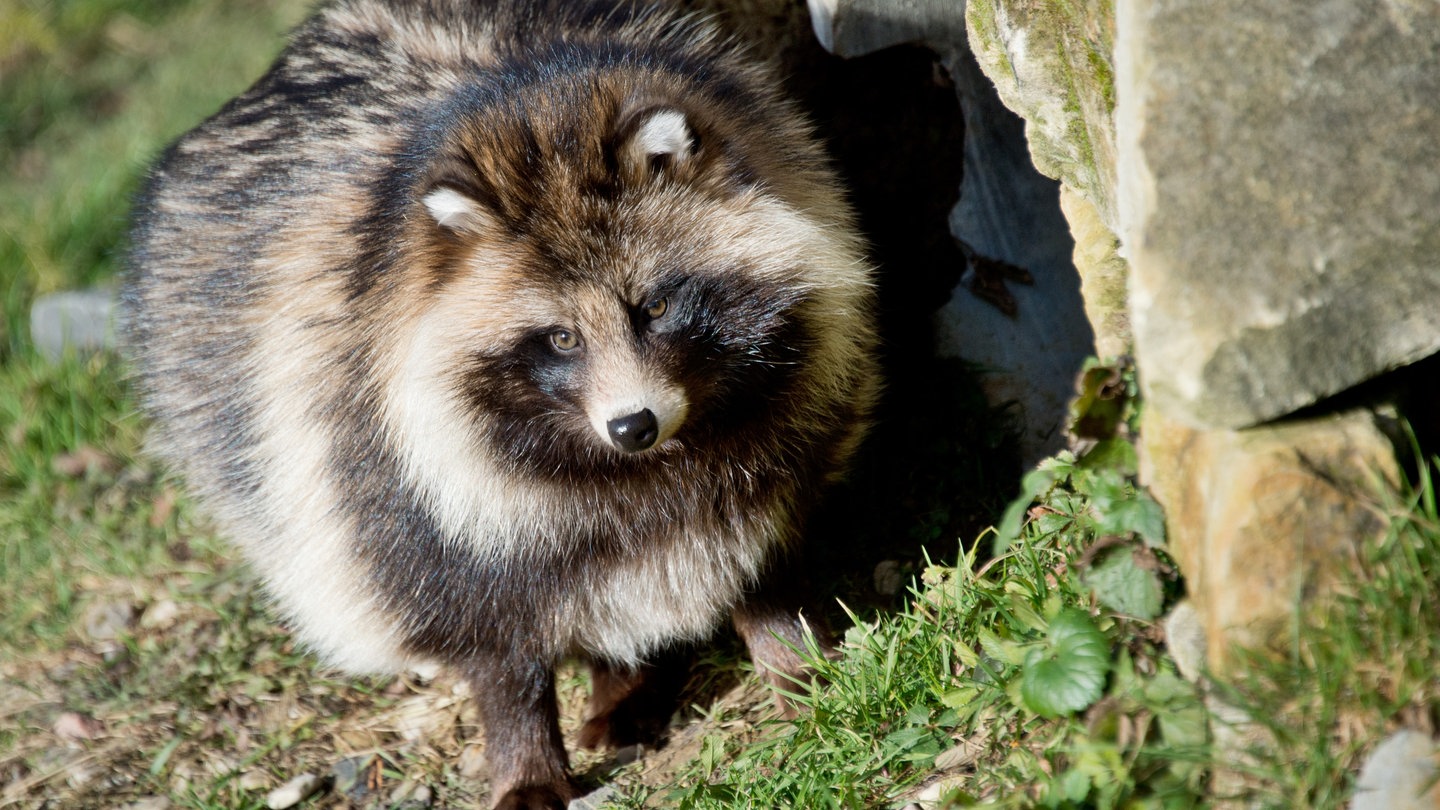 Ein Marderhund (Foto: dpa Bildfunk, Picture Alliance)