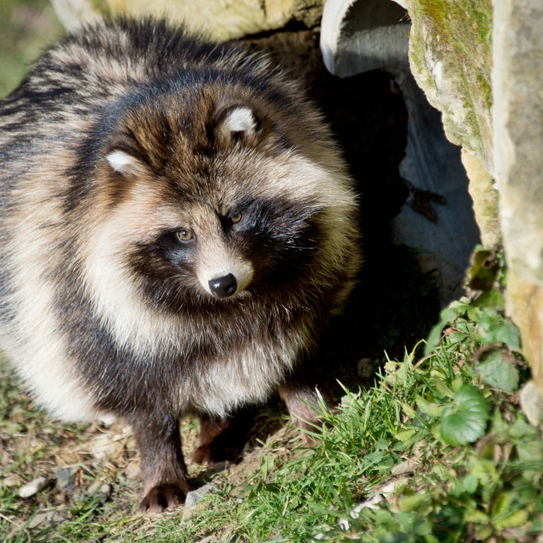 Ein Marderhund (Foto: dpa Bildfunk, Picture Alliance)