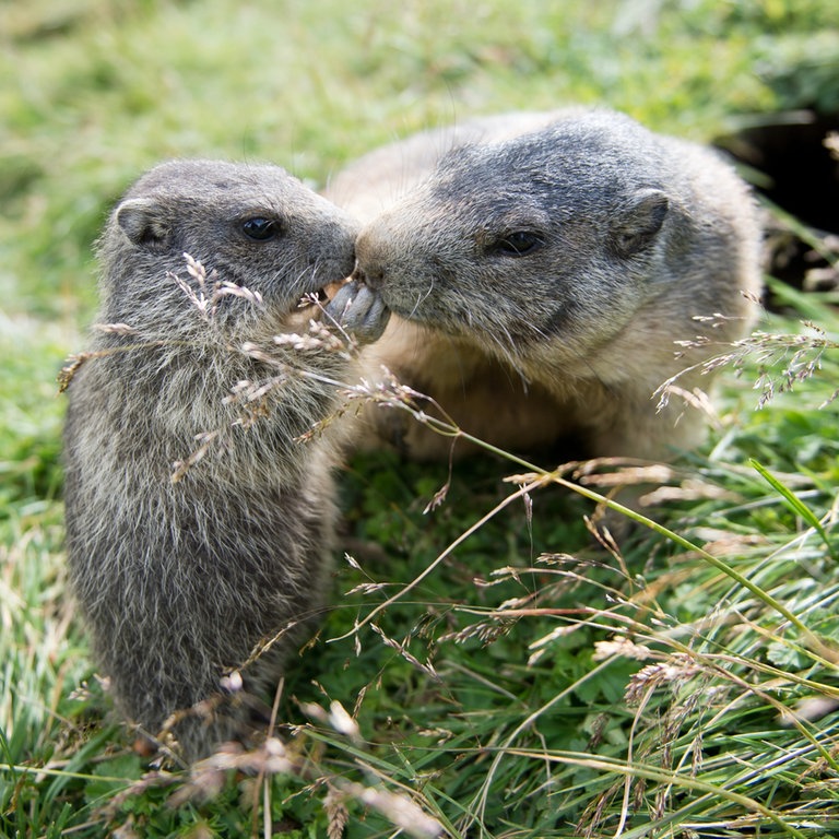 Zwei Murmeltiere (Foto: dpa Bildfunk, Picture Alliance)