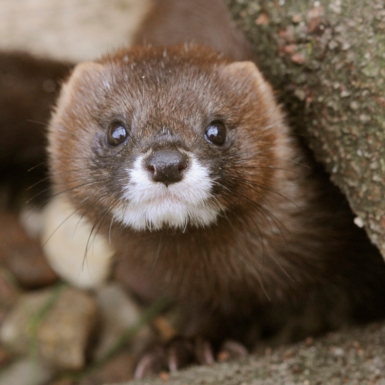 Ein Nerz blickt aus einem Versteck (Foto: dpa Bildfunk, Picture Alliance)