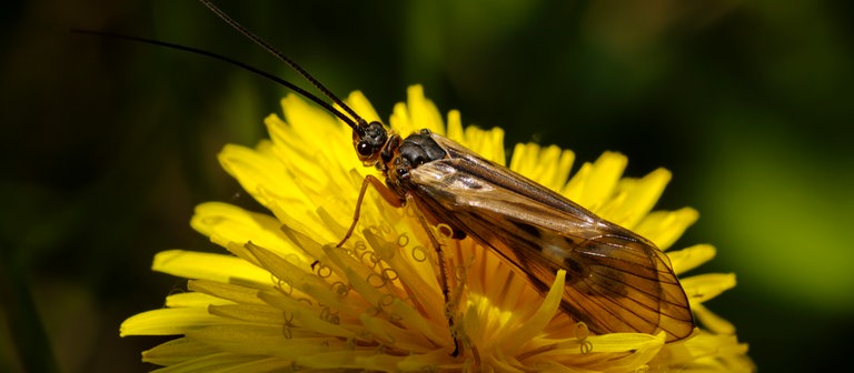 Eine Schnurrbart Köcherfliege auf einem gelben Löwenzahn (Foto: Colourbox)
