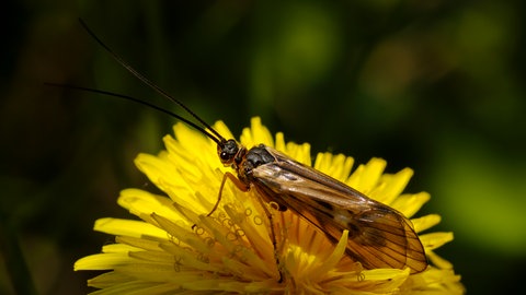 Eine Schnurrbart Köcherfliege auf einem gelben Löwenzahn (Foto: Colourbox)