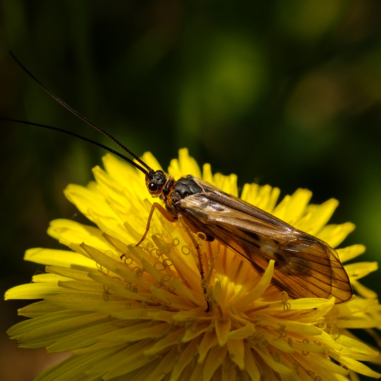 Eine Schnurrbart Köcherfliege auf einem gelben Löwenzahn (Foto: Colourbox)
