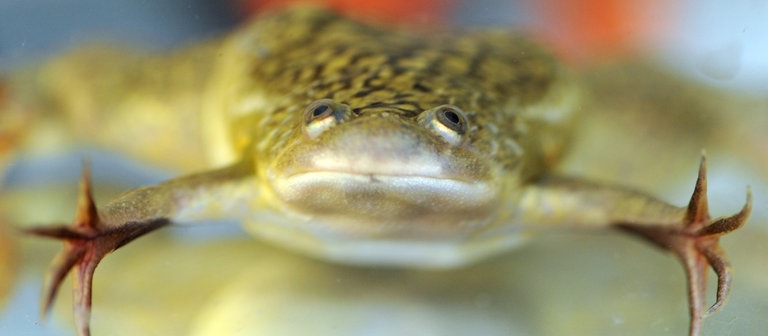 Ein Krallenfrosch (Foto: dpa Bildfunk, Picture Alliance)