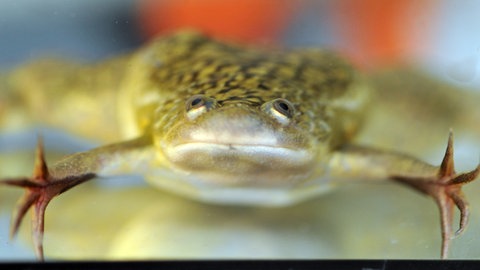 Ein Krallenfrosch (Foto: dpa Bildfunk, Picture Alliance)