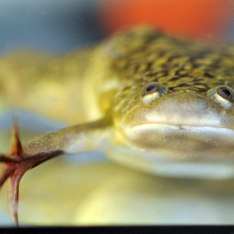 Ein Krallenfrosch (Foto: dpa Bildfunk, Picture Alliance)