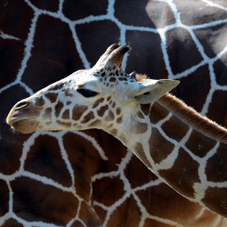 Kopf einer jungen Giraffe vor dem Fell einer erwachsenen Giraffe (Foto: SWR)