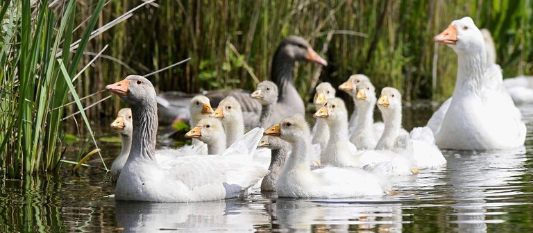 Eine Großfamilie von Gänsen schwimmt durch einen schützenden Schilfwald (Foto: dpa Bildfunk, Picture Alliance)