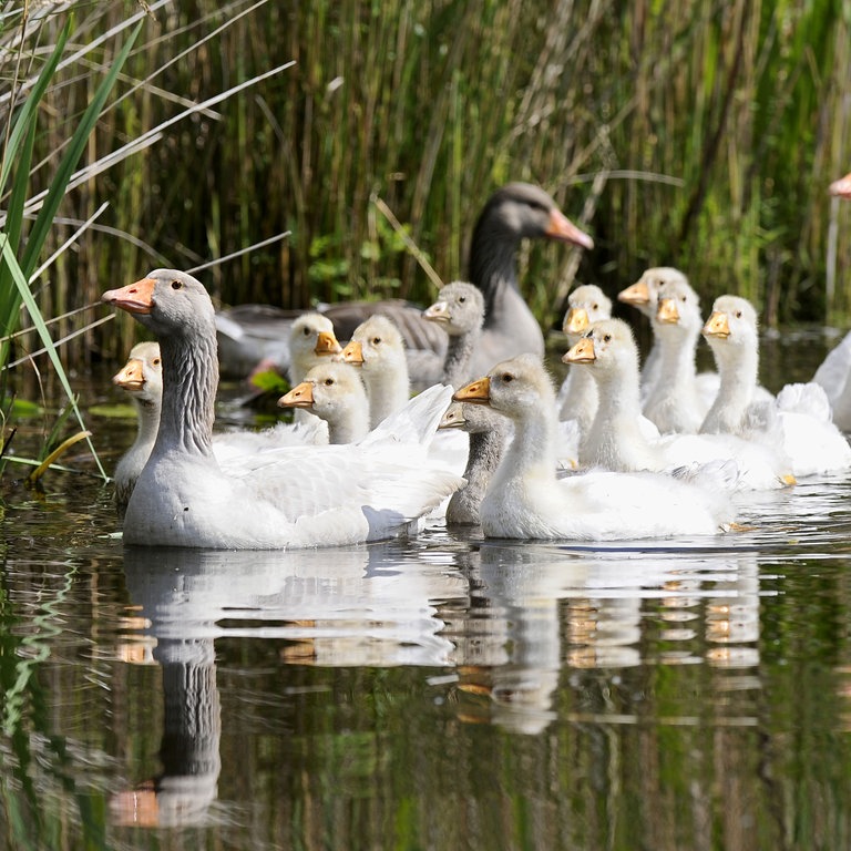 Eine Großfamilie von Gänsen schwimmt durch einen schützenden Schilfwald (Foto: dpa Bildfunk, Picture Alliance)
