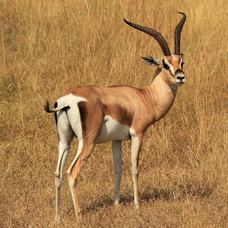 Eine Gazelle in der Savanne (Foto: Colourbox)
