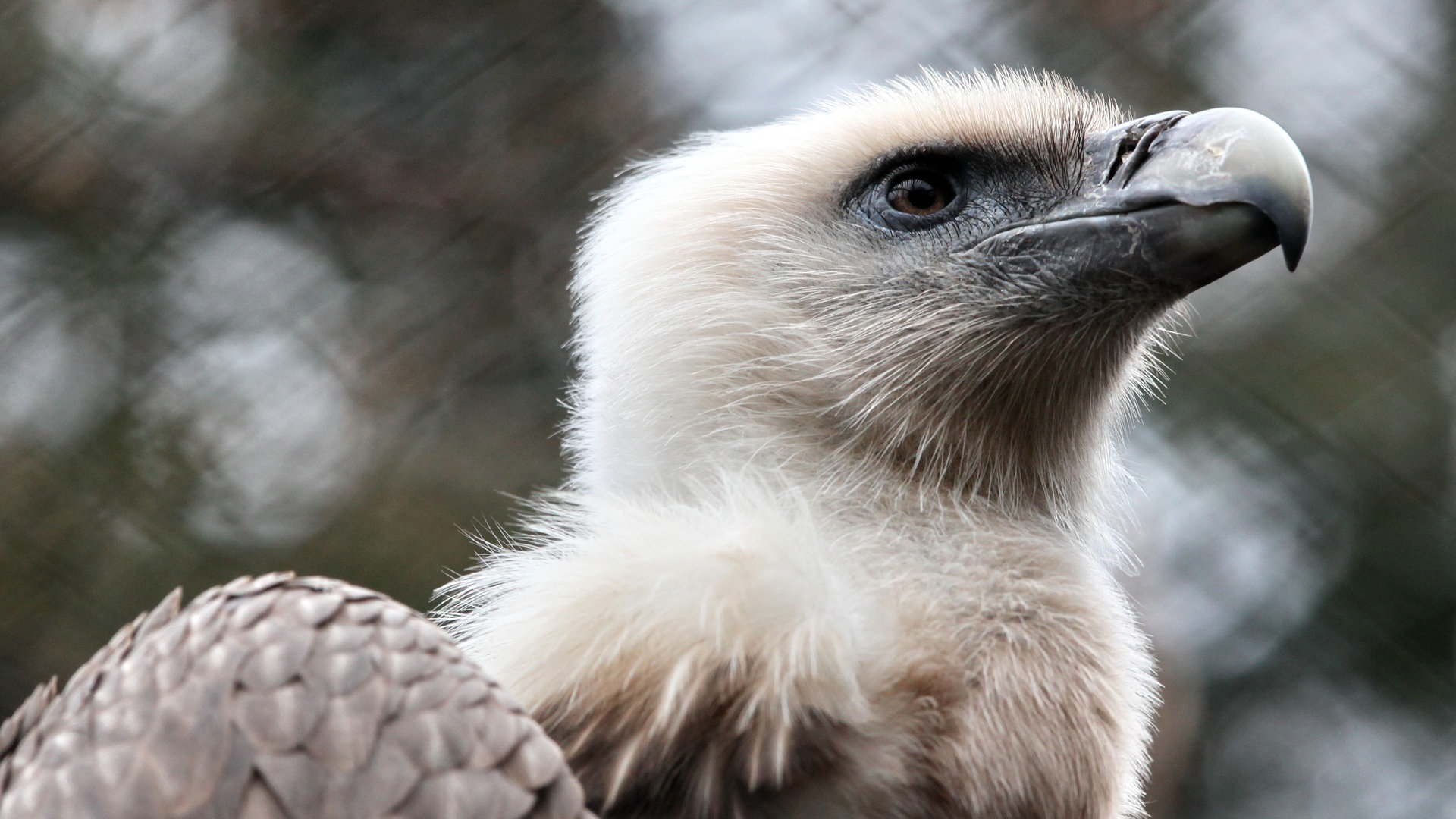 Ein Gänsegeier (Foto: dpa Bildfunk, Picture Alliance)