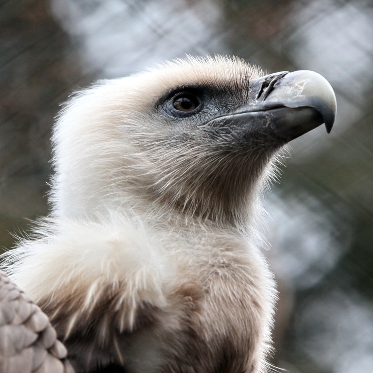 Ein Gänsegeier (Foto: dpa Bildfunk, Picture Alliance)