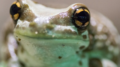 Ein Baumhöhlenlaubfrosch (Foto: dpa Bildfunk, Picture Alliance)