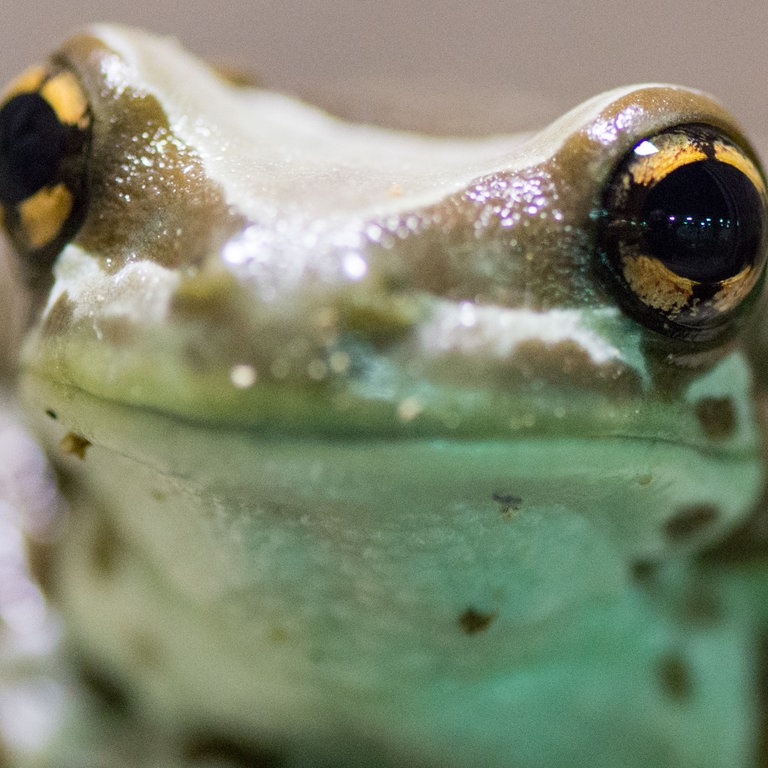 Ein Baumhöhlenlaubfrosch (Foto: dpa Bildfunk, Picture Alliance)
