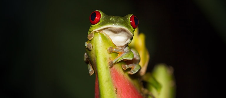Ein Rotaugenlaubfrosch (Foto: Colourbox)