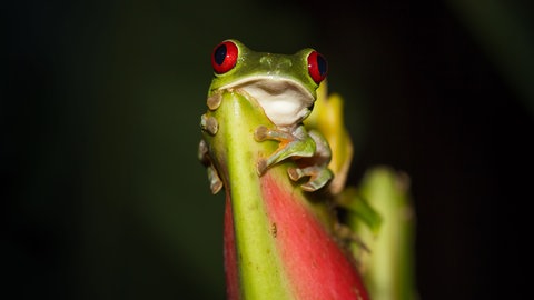 Ein Rotaugenlaubfrosch (Foto: Colourbox)