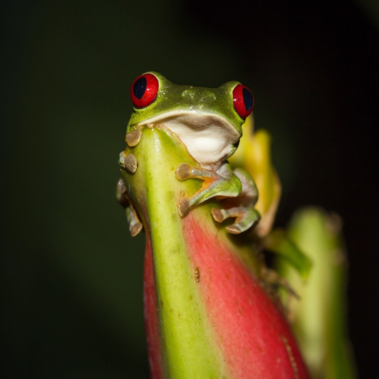 Ein Rotaugenlaubfrosch (Foto: Colourbox)