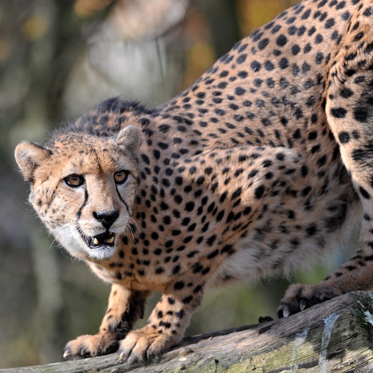 Gepard auf der Lauer auf einem Baumstamm (Foto: Picture Alliance)