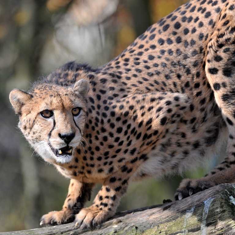 Gepard auf der Lauer auf einem Baumstamm (Foto: dpa Bildfunk, Picture Alliance)