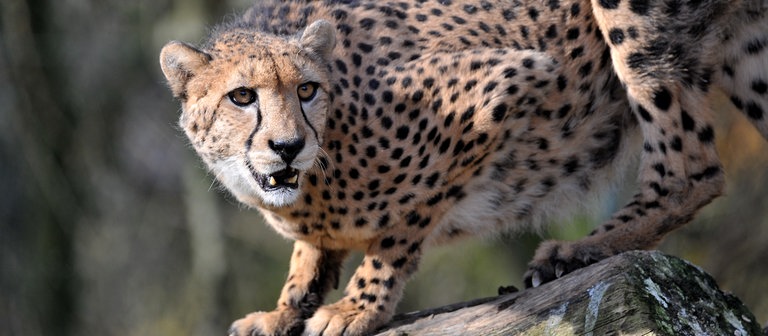 Gepard auf der Lauer auf einem Baumstamm (Foto: dpa Bildfunk, Picture Alliance)