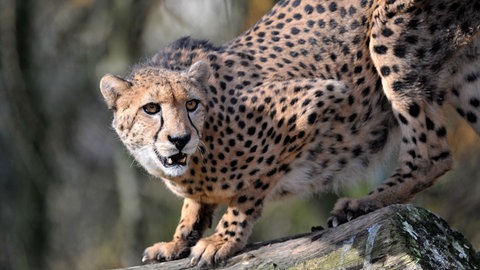 Gepard auf der Lauer auf einem Baumstamm (Foto: dpa Bildfunk, Picture Alliance)