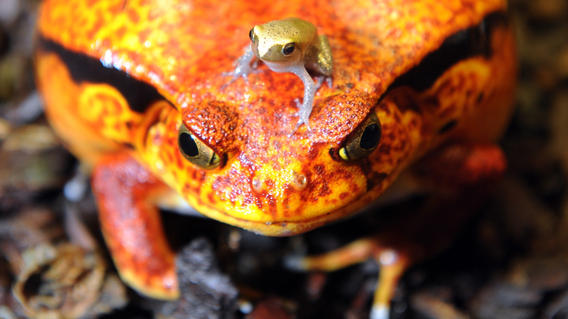 Ein junger südlicher Tomatenfrosch sitzt auf dem Kopf des Muttertiers (Foto: dpa Bildfunk, Picture Alliance)