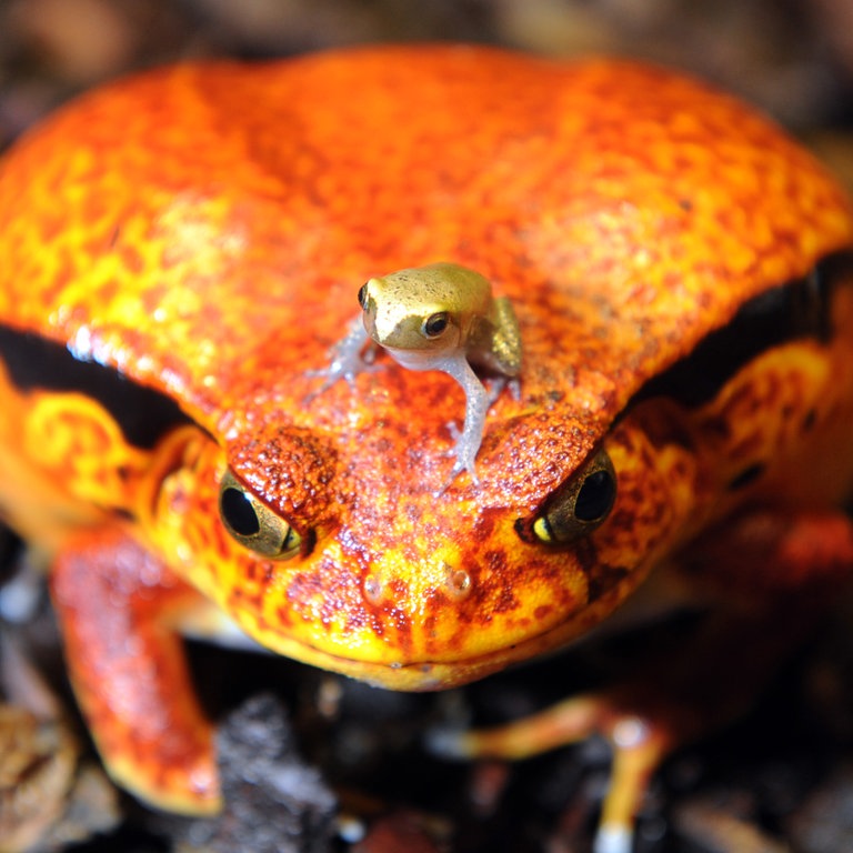 Ein junger südlicher Tomatenfrosch sitzt auf dem Kopf des Muttertiers (Foto: dpa Bildfunk, Picture Alliance)