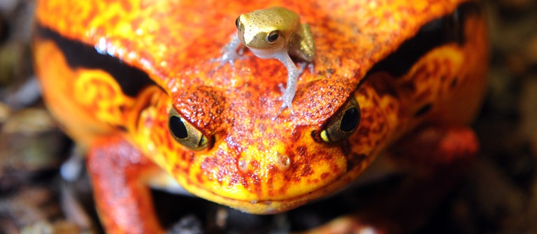 Ein junger südlicher Tomatenfrosch sitzt auf dem Kopf des Muttertiers (Foto: dpa Bildfunk, Picture Alliance)