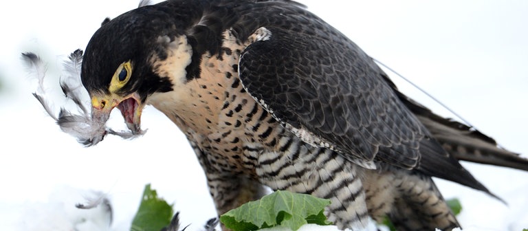 Ein europäischer Wanderfalke verspeist eine kurz zuvor gefangene Krähe (Foto: dpa Bildfunk, Picture Alliance)