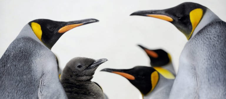 Pinguine entstanden auf versunkenem Kontinent - Spektrum der