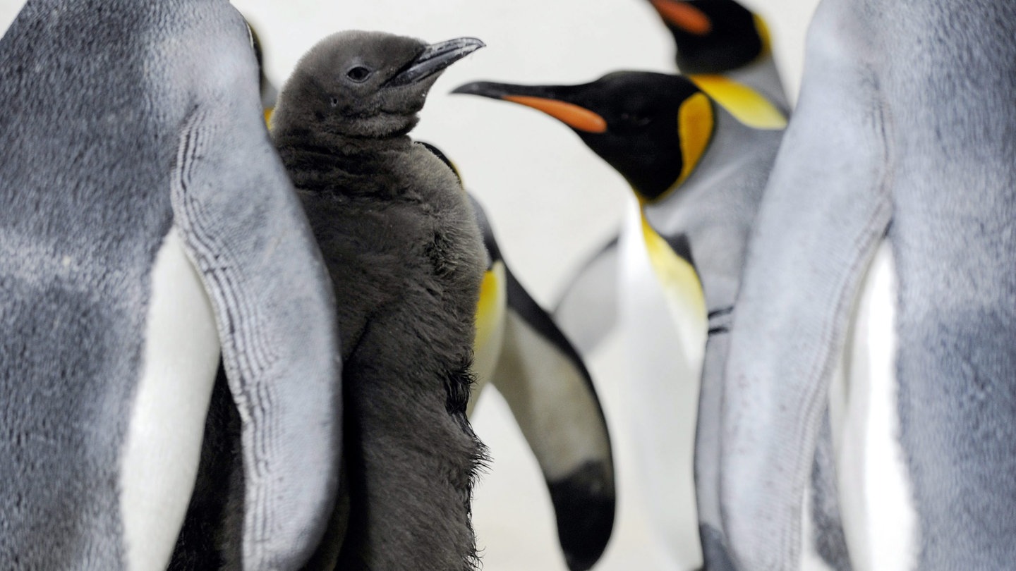 Steckbrief: Pinguin - Wissen - SWR Kindernetz