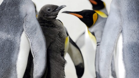 Königspinguine (Foto: dpa Bildfunk, Picture Alliance)