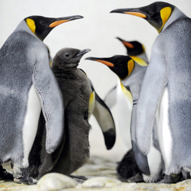 Königspinguine (Foto: dpa Bildfunk, Picture Alliance)
