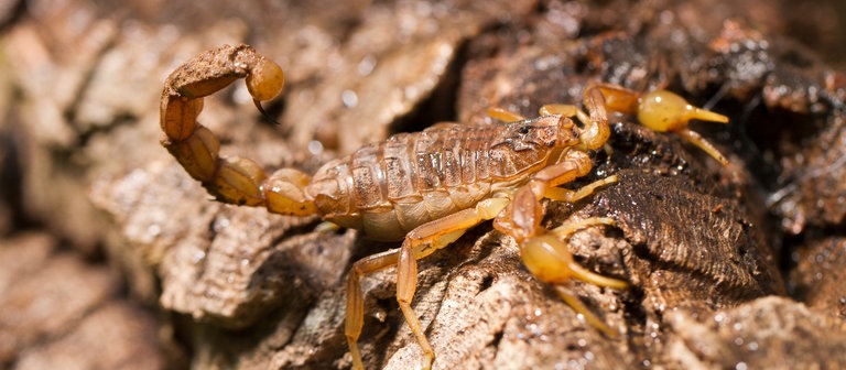 Ein Feldskorpion (Foto: Colourbox)