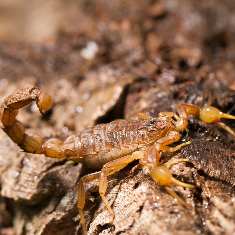 Ein Feldskorpion (Foto: Colourbox)