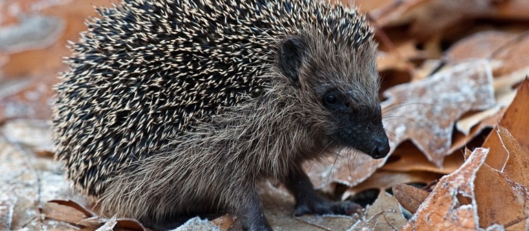 Igel im Herbstlaub (Foto: dpa Bildfunk, Picture Alliance)