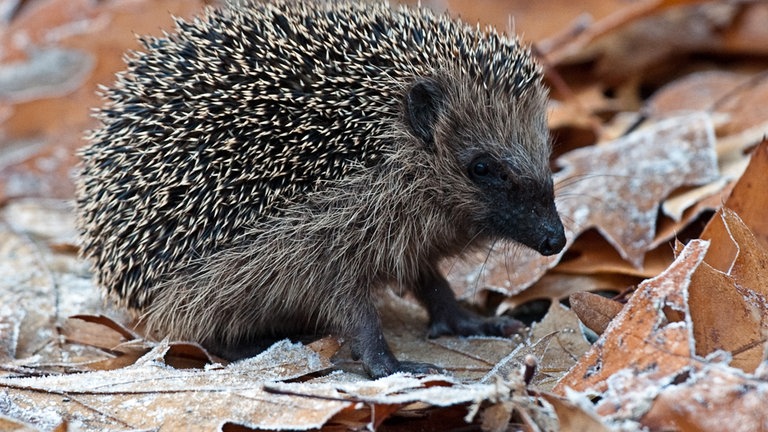 Igel im Herbstlaub