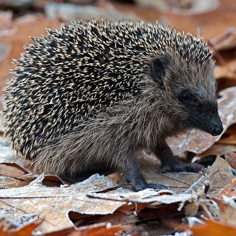 Igel im Herbstlaub (Foto: dpa Bildfunk, Picture Alliance)