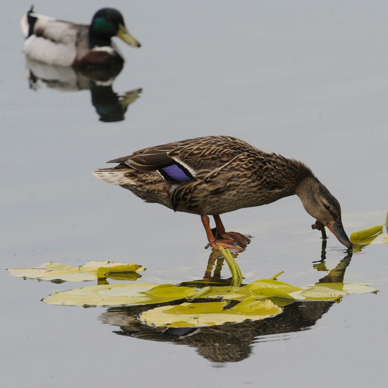 Eine weibliche Stockente trinkt (Foto: dpa Bildfunk, Picture Alliance)