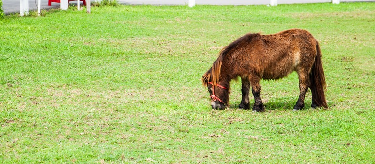 Ein Mini-Pferd (Foto: Colourbox)