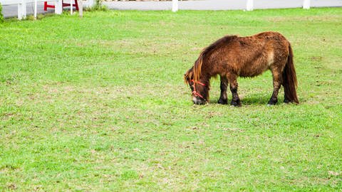Ein Mini-Pferd (Foto: Colourbox)