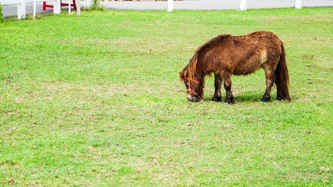 Ein Mini-Pferd (Foto: Colourbox)