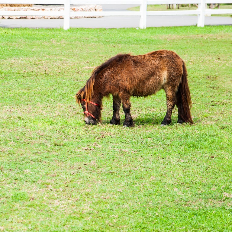 Ein Mini-Pferd (Foto: Colourbox)