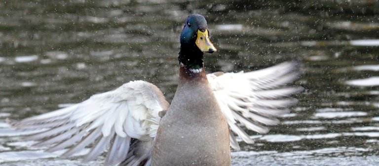 Eine Ente im Landeanflug. (Foto: dpa Bildfunk, Picture Alliance)