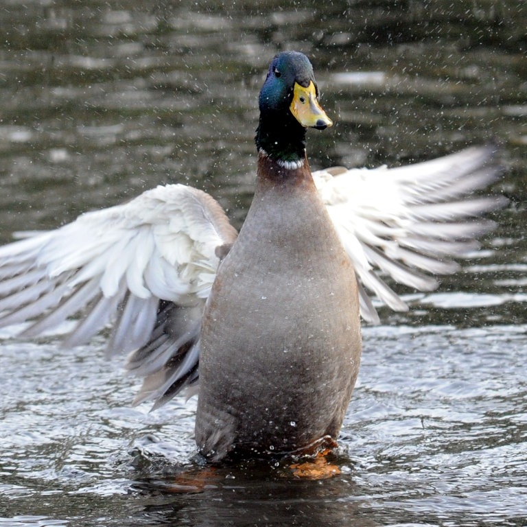 Eine Ente im Landeanflug. (Foto: dpa Bildfunk, Picture Alliance)