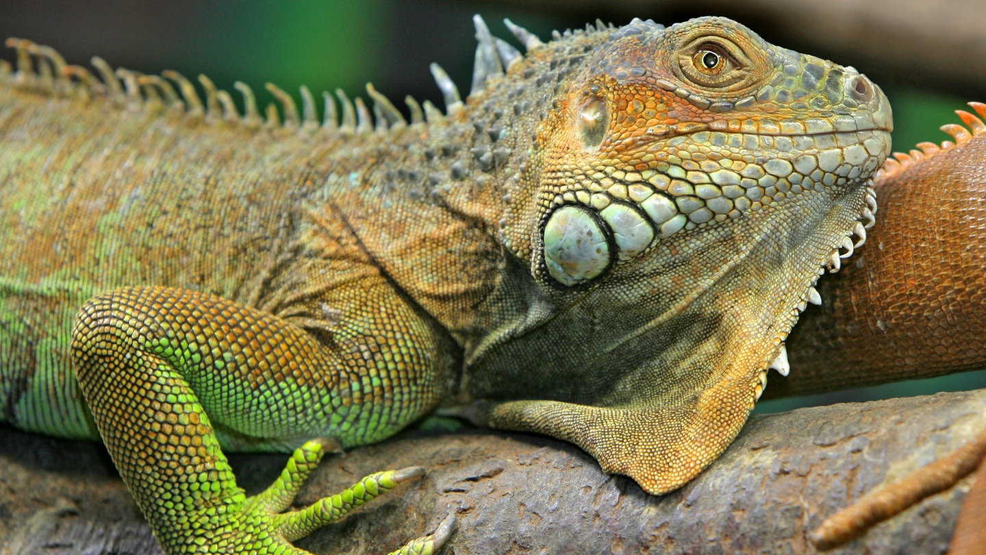 Grüner Leguan (Foto: dpa Bildfunk, Picture Alliance)